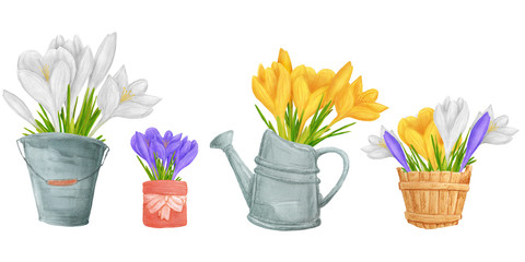 Hand drawn colorful crocus flower in vase or container. Beautiful garden plants in sketch style for design greeting card, package, textile. Cartoon illustration isolated on white background.