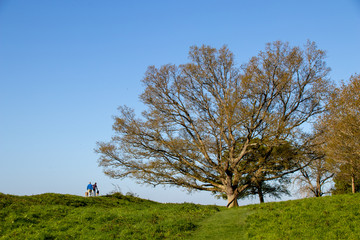 Dog Walkers by Tree