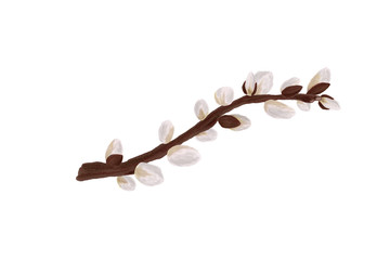 Hand drawn fluffy pussy willow twig. Beautiful floral decoration plants in sketch style for design greeting card, package, textile. Cartoon illustration isolated on white background. © cgterminal
