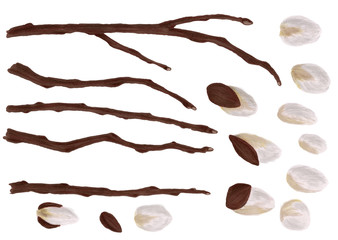Hand drawn fluffy pussy willow twig. Beautiful floral decoration plants in sketch style for design greeting card, package, textile. Cartoon illustration isolated on white background.