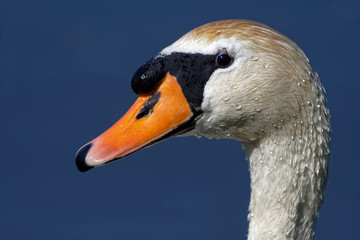 höckerschwan