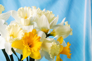 Obraz na płótnie Canvas Narcissus flowers bouquet against blue background