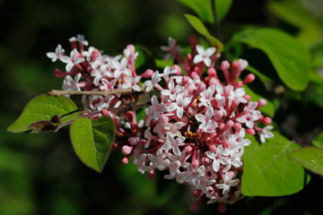 Syringa vulgaris common branch