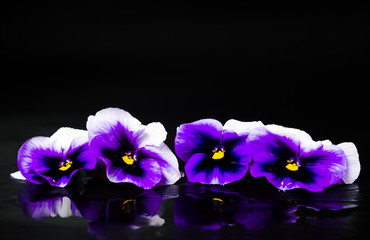 Panele Szklane Podświetlane  Układ fioletowych kwiatów na ciemnym tle
