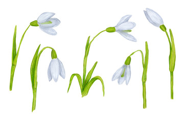 Fototapeta na wymiar Hand drawn colorful snowdrops. Beautiful garden or forest spring plants in sketch style for design greeting card, package, textile. Cartoon illustration isolated on white background.