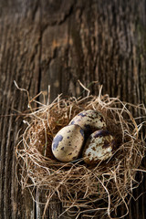 Obraz premium Conceptual still-life with quail eggs in hay nest over dark wooden background, close up, selective focus