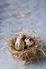 Naklejka na ściany i meble Conceptual still-life with quail eggs in hay nest over grey background, close up, selective focus