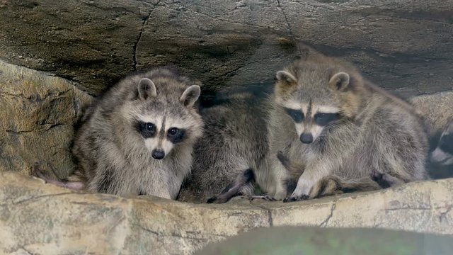 family of raccoons sitting on the tree