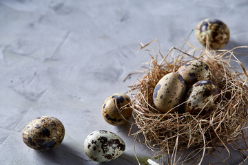 Obraz premium Conceptual still-life with quail eggs in hay nest over grey background, close up, selective focus