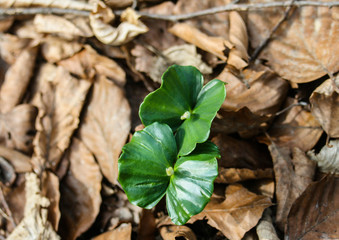 Small  green leaf  in forest, new life