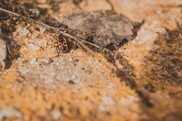 Pyrrhocoridae on a yellow stone