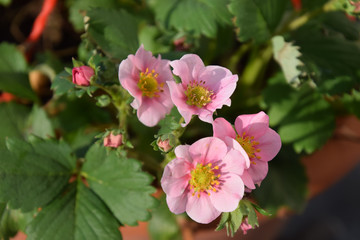 strawberry plant with pink flowers in springtime 