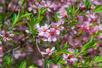 Beautiful sakura branches with pink flowers and young green leaves