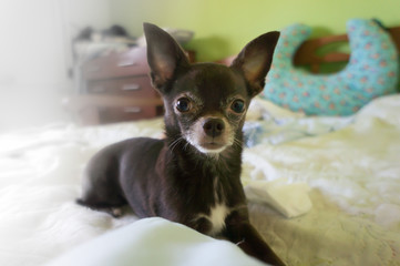 cute brown chihuahua on a soft bed in a home environment