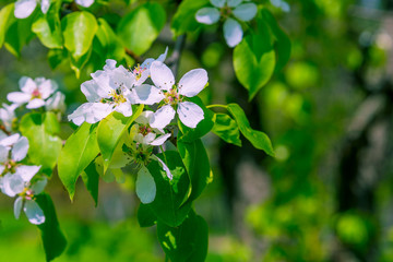 Beautiful delicate flowers blooming apple tree with green blurred background - template for greeting card