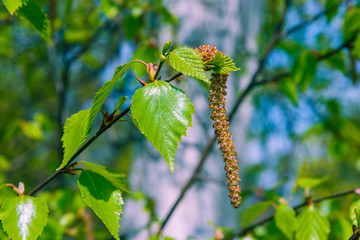 Beautiful young birch leaves in spring close-up