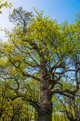 The huge old oak tree in spring with new leaves - view from below