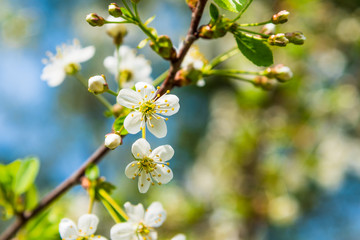 Apple tree branch with flowers close-up - nature background for a greeting card