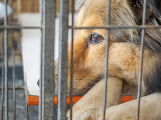 Portrait of a cute shetland sheepdog lying in cage, looking aside.