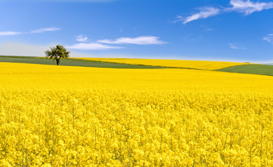 Farben des Frühlings: gelb und blau, Rapsfeld unter blauem Himmel :)