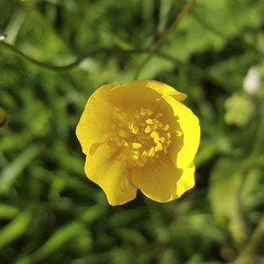 Obraz premium Flower of Meadow Buttercup (Ranunculus acris); close-up