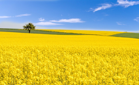 Farben des Fr&uuml;hlings: gelb und blau, Rapsfeld unter blauem Himmel :)