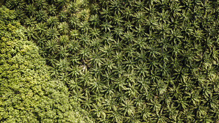 Aerial view of field growing palm in chonburi Thailand