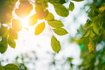 Obraz premium green fresh leaf tree closeup with morning sunlight flare with blur background