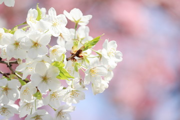 Fototapeta premium 青空と桜
