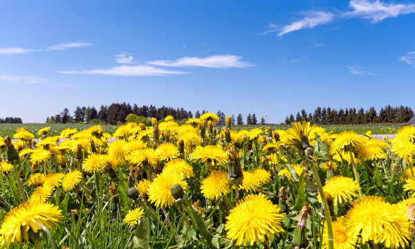 Auszeit im Fr&uuml;hling, Gl&uuml;ck, Freude, Entspannung, Lebenslust: leuchtend gelbe L&ouml;wenzahnwiese unter blauem Himmel mit Sonne und Wolken :)