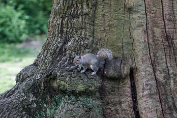 Squirrel perched on the trunk of a tree