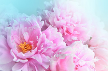 Fresh bunch of pink peonies peony roses flowers, white with blue effect shine on light background. Card Concept, copy space for text. Pastel floral wallpaper