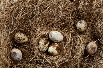 Conceptual still-life with quail eggs in hay nest, close up, selective focus