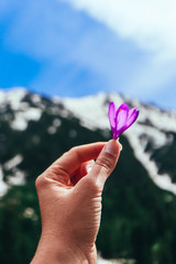 Crocus bright violet spring flower in the hand, mountain nature background. Female hand holding a saffron flower.
