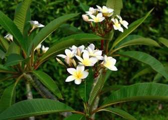 White frangible tropical flower, plumeria flower blooming on tree, spa flower