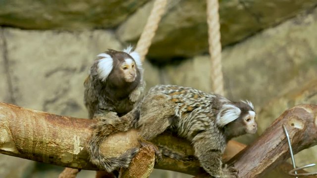 two squirrel monkeys sitting in a zoo