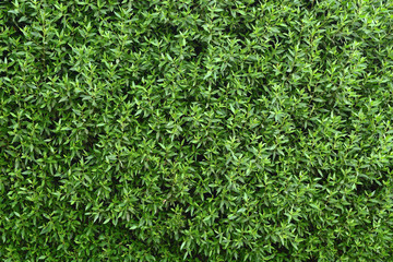 Green wall of natural leaves of ficus. green ecology  background.