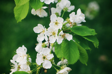 Kirschblüten Frühling 2018