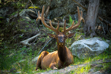Smell Of Spring:Deer Breathing Fresh Spring Air. Wildlife Landscape With Great Noble Deer (Cervus elaphus). Magnificent Deer On The Edge Of Forest. Beautiful Stag Close-Up, Artistic View. Trophy Stag