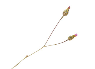 Flora of Gran Canaria -  Volutaria canariensis