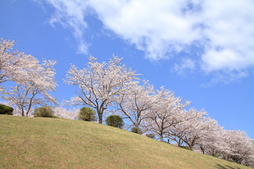 東伊豆クロスカントリーコースの桜並木