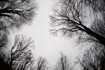 Bottom view of tall old trees in winter forest Blue sky in background. Azerbaijan