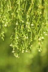 Flora of Gran Canaria -  Plocama pendula