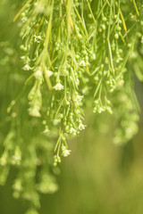 Flora of Gran Canaria -  Plocama pendula