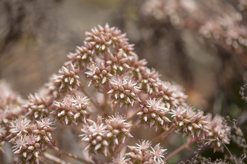 Flora of Gran Canaria -  Aeonium percarneum