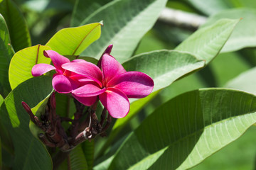 group of pink flowers (Frangipani, Plumeria) on a sunny day with natural background - Powered by Adobe