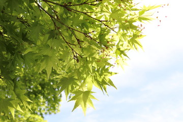 春の新緑が綺麗な紅葉
