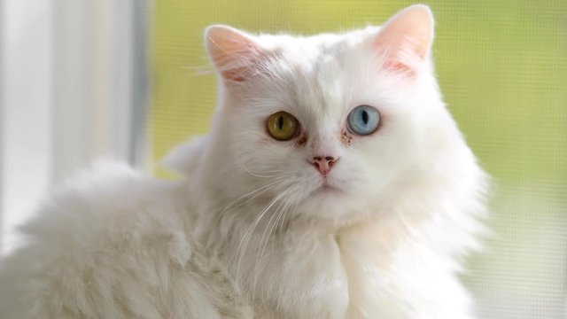 Domestic cat with complete heterochromia. White cat with different colored eyes is sitting by the window.