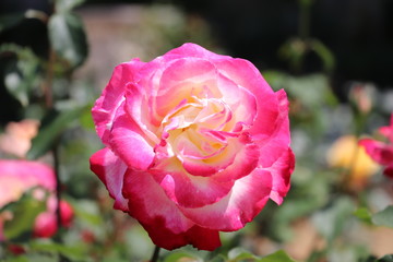 綺麗なバラの花