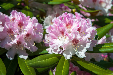 Bloom of Pink White Rhododendron flowers